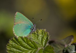 Zmrt (Callophrys rubi)
