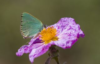 Zmrt (Callophrys rubi)