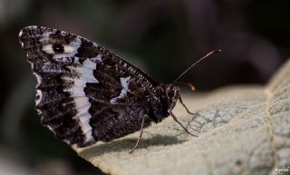 Kara Murat (Brintesia  circe)