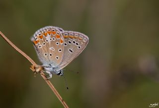 okgzl Meneke Mavisi (Polyommatus thersites)