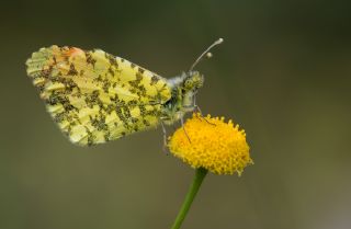 Ssl Damone (Anthocharis damone)