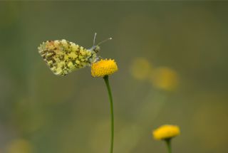Ssl Damone (Anthocharis damone)