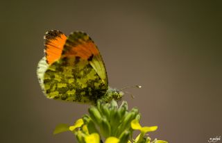 Ssl Damone (Anthocharis damone)