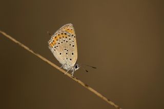 Kk Ate Gzeli (Lycaena thersamon)