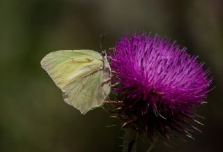 Orakkanat (Gonepteryx rhamni)