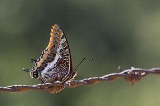 ift Kuyruklu Paa (Charaxes jasius )