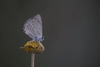 Anormal okgzl (Polyommatus admetus)