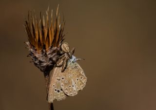 Anormal okgzl (Polyommatus admetus)