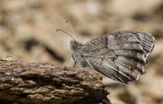 Aa Karamelei (Hipparchia statilinus)