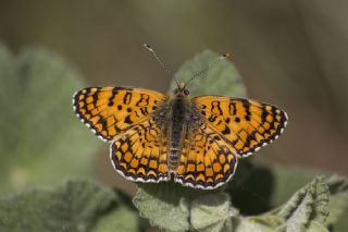 Benekli Byk parhan (Melitaea phoebe)