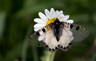 Yalanc Apollo (Archon apollinus)