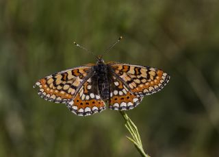 Gzel Nazuum (Euphydryas orientalis)