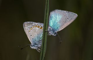 Karagz Mavisi (Glaucopsyche alexis)