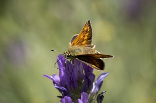 Orman Zpzp (Ochlodes sylvanus)
