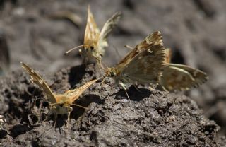 Mermer Zpzp (Carcharodus lavatherae)