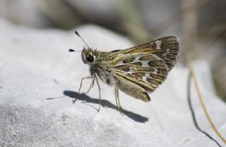 Gm Benekli Zpzp (Hesperia comma)