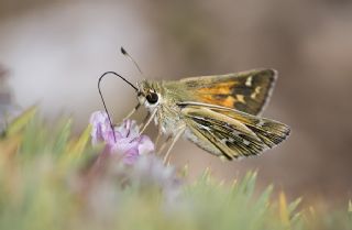 Gm Benekli Zpzp (Hesperia comma)