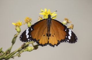 Sultan (Danaus chrysippus)