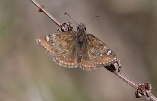 Pasl Zpzp (Erynnis tages)