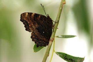 Karaaa Nimfalisi (Inachis polychloros)