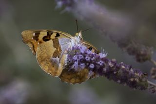 Anadolu ehzadesi (Thaleropis ionia)