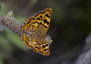 Anadolu ehzadesi (Thaleropis ionia)