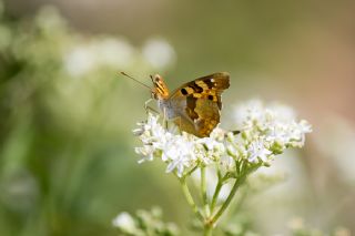 Anadolu ehzadesi (Thaleropis ionia)