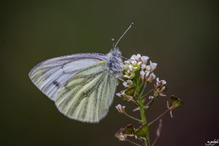 Yalanc Beyazmelek (Pieris pseudorapae)