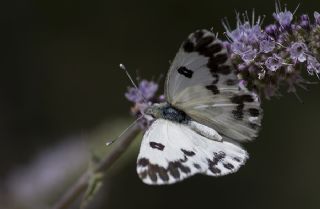 Kk Beneklimelek (Pontia chloridice)