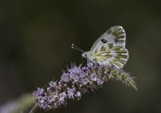 Kk Beneklimelek (Pontia chloridice)