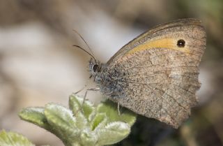Kk Esmerperi (Hyponephele lycaon)