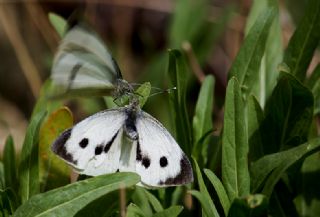 Byk Beyazmelek  (Pieris brassicae)