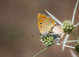 Anadolu Ate Gzeli (Lycaena asabinus)