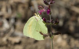 Kleopatra (Gonepteryx cleopatra)