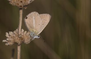 okgzl Lbnan Esmeri (Polyommatus alcestis)