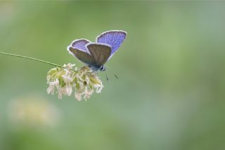 okgzl Gzel Mavi (Polyommatus bellis)