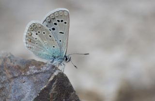 Aa Karamelei (Hipparchia statilinus)