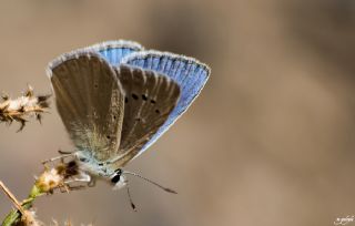 Anadolu Gzel Mavisi, Taskent Blue (Polyommatus guezelmavi)