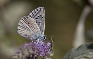 okgzl figenya (Polyommatus iphigenia)