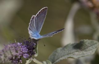 okgzl figenya (Polyommatus iphigenia)