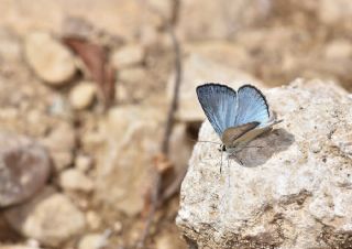 okgzl Carbonell Mavisi (Polyommatus lycius)