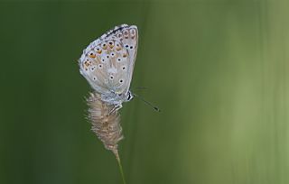 okgzl Anadolu illi Mavisi (Polyommatus ossmar)