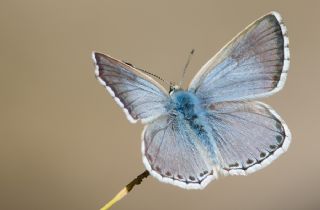 okgzl Anadolu illi Mavisi (Polyommatus ossmar)