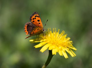 Benekli Bakr Gzeli (Lycaena phlaeas)