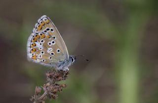 okgzl Balkan Mavisi (Aricia anteros )