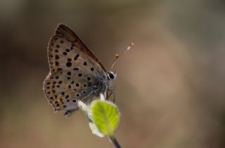 sli Bakr Gzeli (Lycaena tityrus)