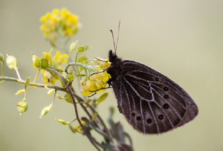 Uygur Gzelesmeri (Proterebia afra)