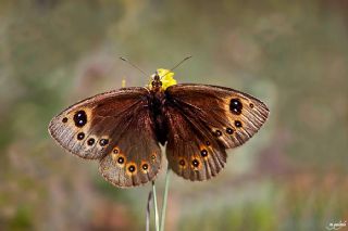 Uygur Gzelesmeri (Proterebia afra)