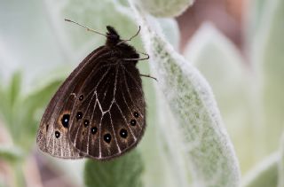 Uygur Gzelesmeri (Proterebia afra)