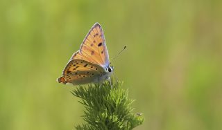 Byk Mor Bakr Gzeli (Lycaena alciphron)